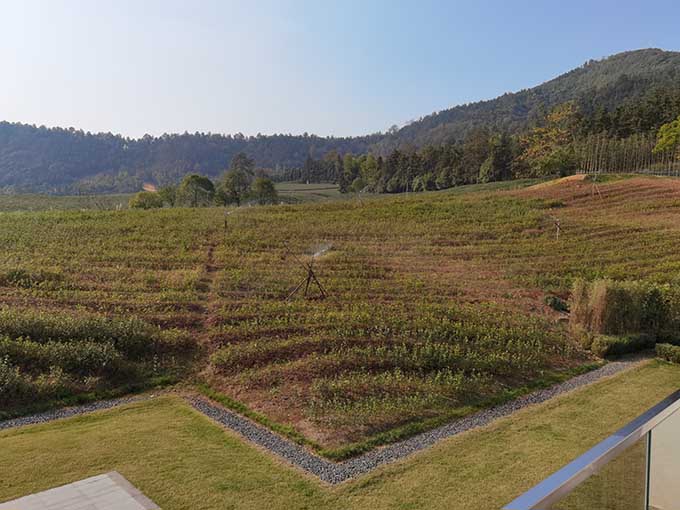 山坡上的茶田与田间步道